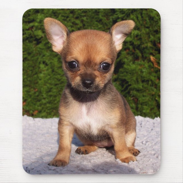 Adorable Chihuahua Puppy Dog Mouse Pad (Front)