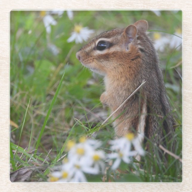 Adorable Chipmunk in flowers Glass Coaster (Front)