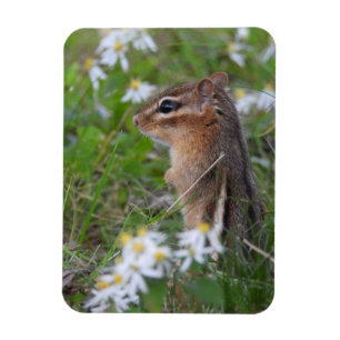 Adorable Chipmunk in flowers Magnet