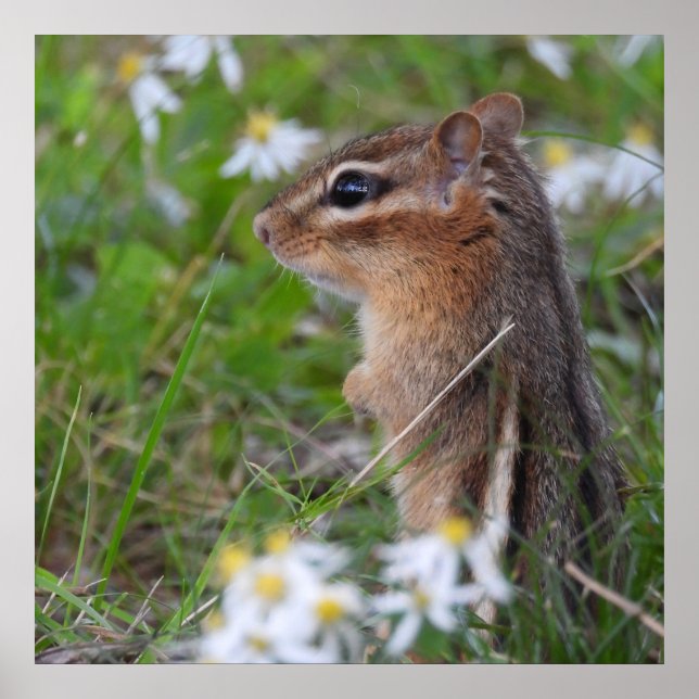 Adorable Chipmunk in flowers Poster (Front)