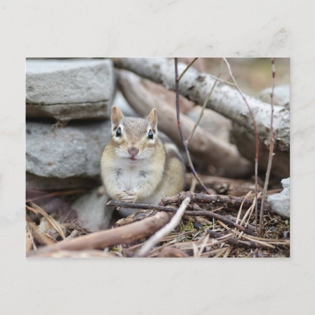 Adorable Chipmunk Smiling Postcard (Front)