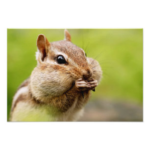 Adorable Chipmunk with Full Cheeks Photo Print