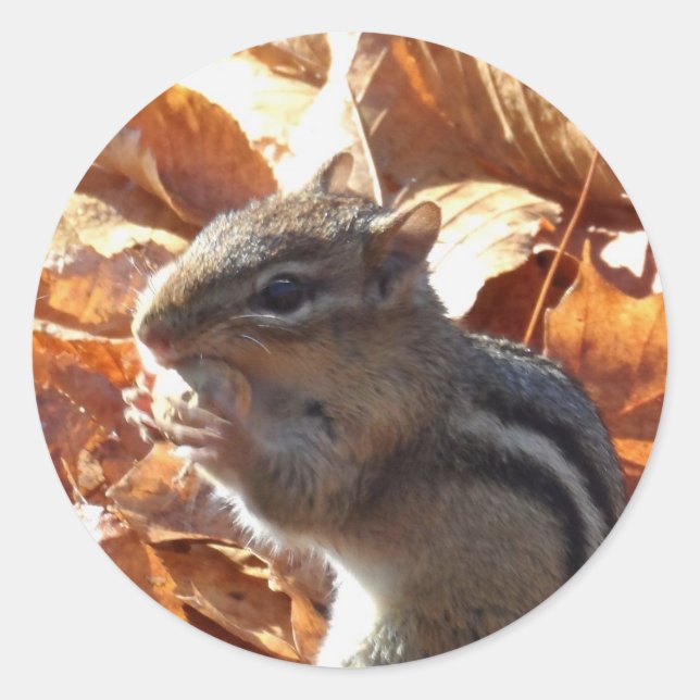 Adorable Chipmunk with Peanut Classic Round Sticker (Front)