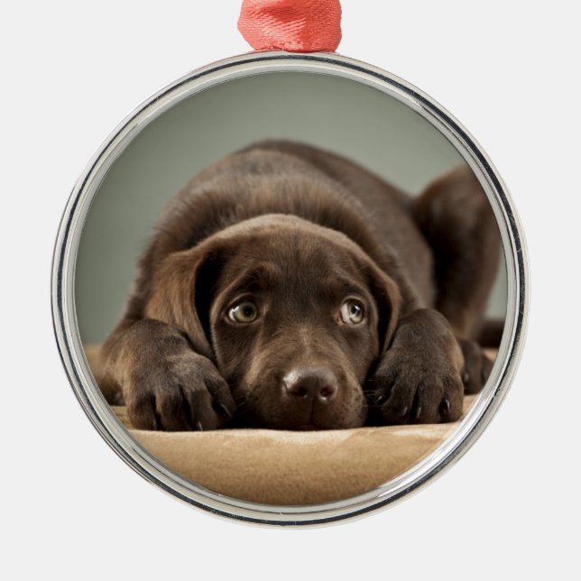 Adorable Chocolate Lab Puppy Design Metal Ornament (Front)