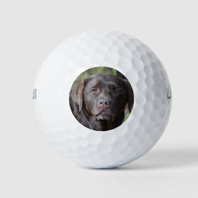 Adorable Chocolate Labrador Retriever Golf Balls (Front)