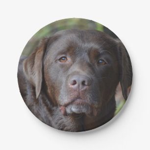 Adorable Chocolate Labrador Retriever Paper Plate