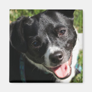 Adorable Chorkie Puppy Magnet