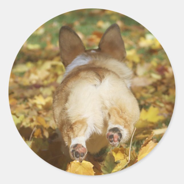 Adorable corgi butt in fall leaves classic round sticker (Front)