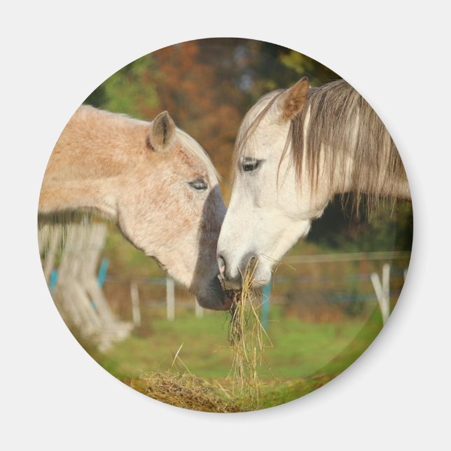 Adorable Cuddling Horses Eating Hay Magnet (Front)