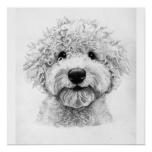 Adorable curly-haired dog sketch, lagotto poster