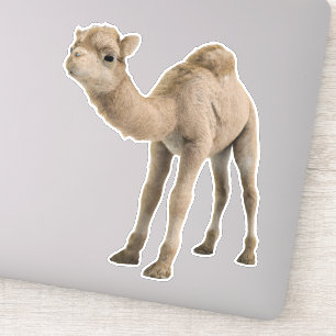Adorable Cute Baby Camel Sticker - Customizable