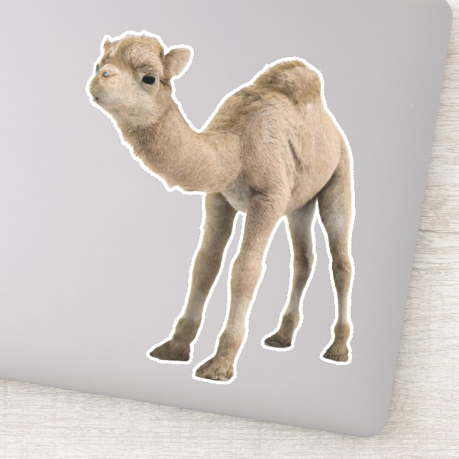 Adorable Cute Baby Camel Sticker - Customizable (Detail)