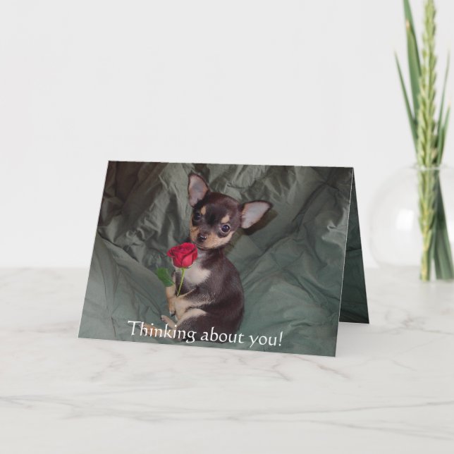 Adorable Cute Baby Chihuahua Merry Rose Card (Front)