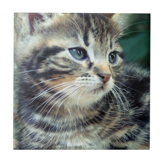 Adorable Cute Kitten Tile (Front)