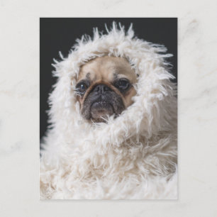 Adorable Cute Pug Puppy Dog Postcard