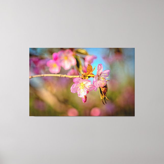 Adorable Cute Sakura Flowers At Spring Sunset Canvas Print (Front)