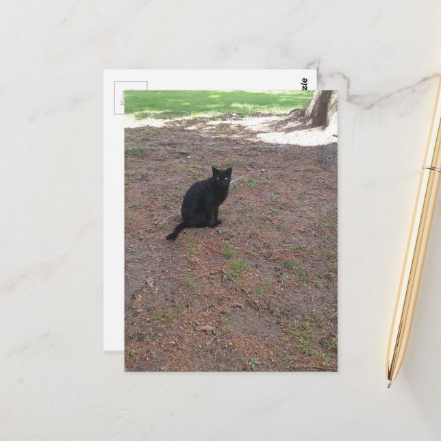 adorable cute stray black kitty postcard (Front/Back In Situ)