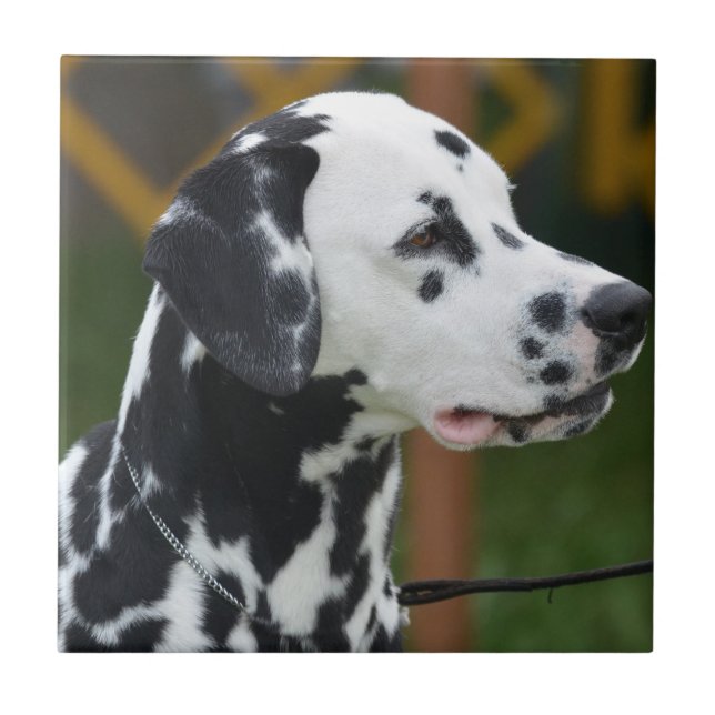 Adorable Dalmatian Tile (Front)