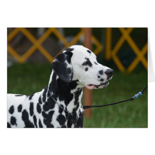 adorable Dalmatien (Devant horizontal)
