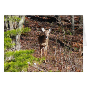 Adorable Deer in the Woods Nature Photography