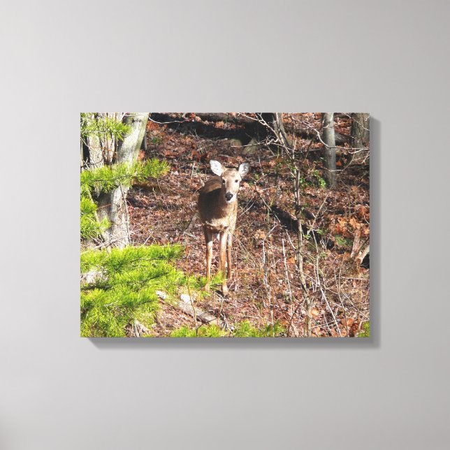 Adorable Deer in the Woods Nature Photography Canvas Print (Front)
