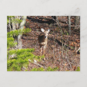 Adorable Deer in the Woods Nature Photography Postcard