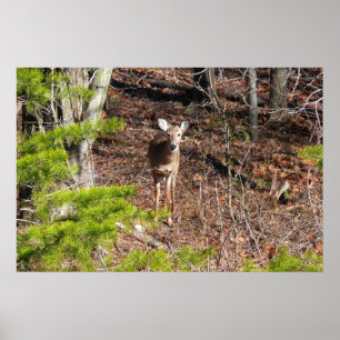 Adorable Deer in the Woods Nature Photography Poster