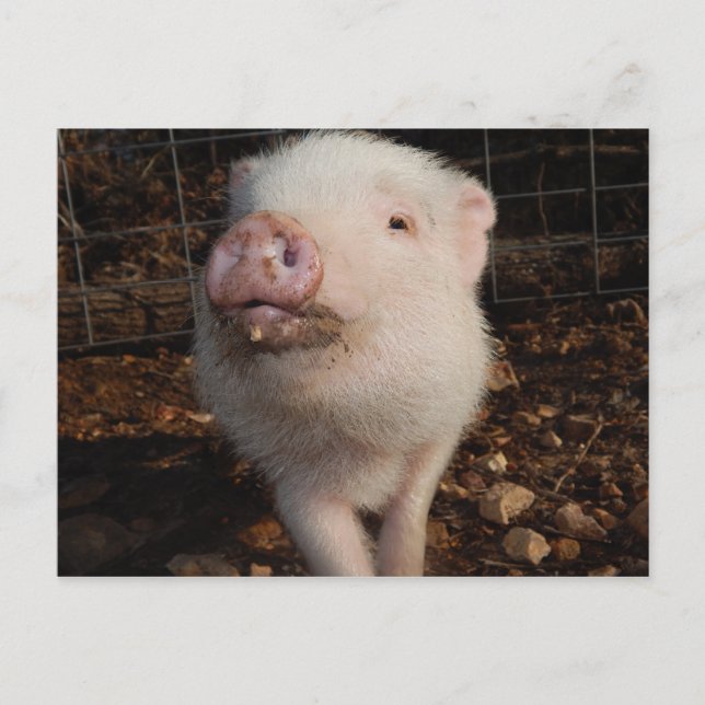 Adorable Dirty Snout Mini Pig, Pig postcard (Front)