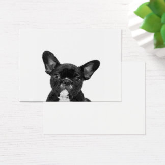 Adorable Dog | Black French Bulldog Face