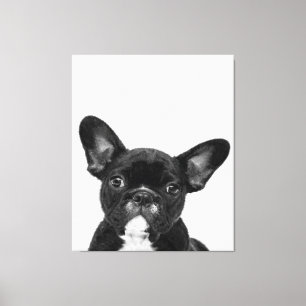 Adorable Dog   Black French Bulldog Face Canvas Print
