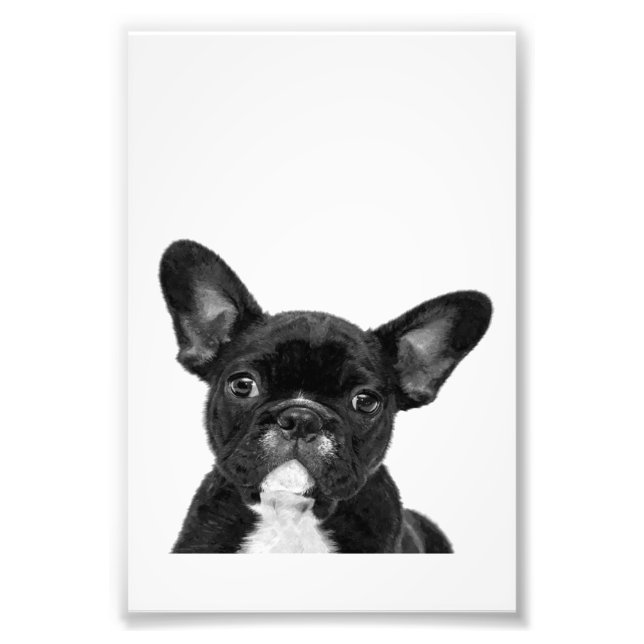Adorable Dog | Black French Bulldog Face Photo Print (Front)