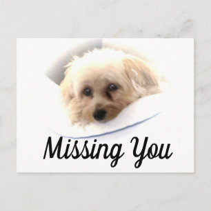 Adorable Dog Missing You Postcard
