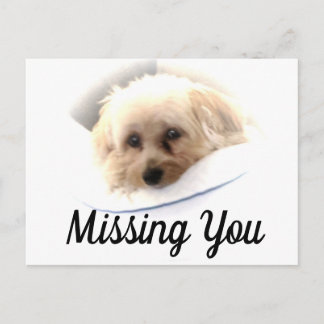 Adorable Dog Missing You Postcard
