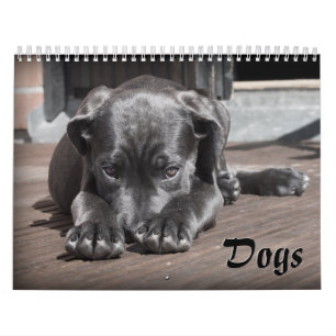 Adorable Dogs Calendar