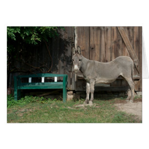 Adorable Donkey Next To Wooden Green Bench