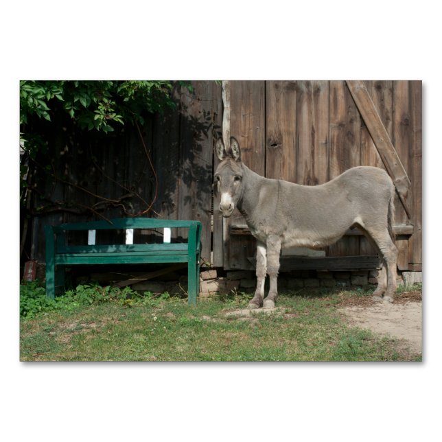 Adorable Donkey Next To Wooden Green Bench Table Number (Front)
