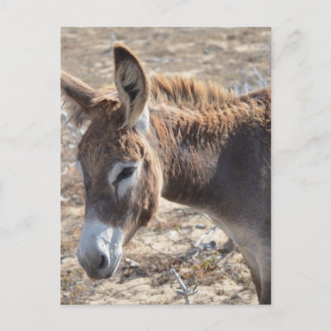 Adorable Donkey Postcard (Front)