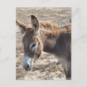 Adorable Donkey Postcard