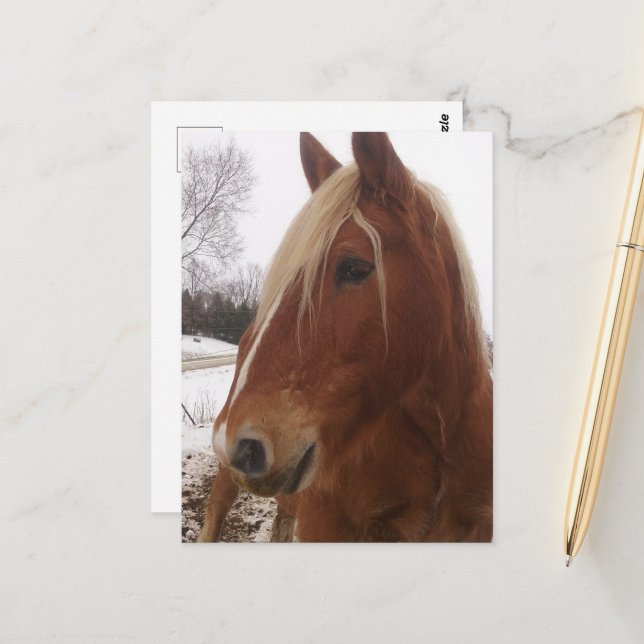 Adorable Draught Horse Gelding in Winter Postcard (Front/Back In Situ)