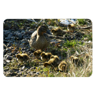 Adorable ducklings magnet