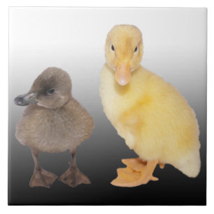 Adorable Ducklings Photograph Tile