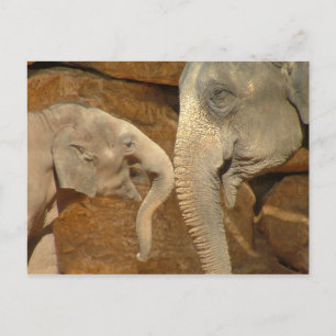 ADORABLE ELEPHANTS POSTCARD