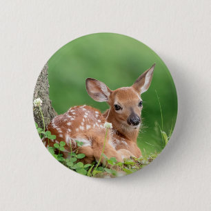 Adorable Fawn laying under a tree 2 Inch Round Button