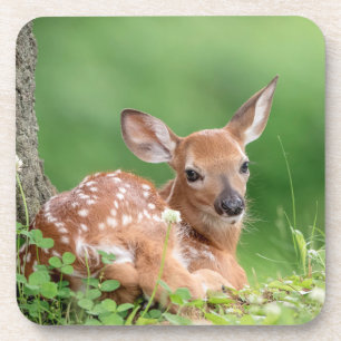 Adorable Fawn laying under a tree Coaster