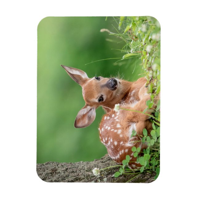 Adorable Fawn laying under a tree Magnet (Vertical)