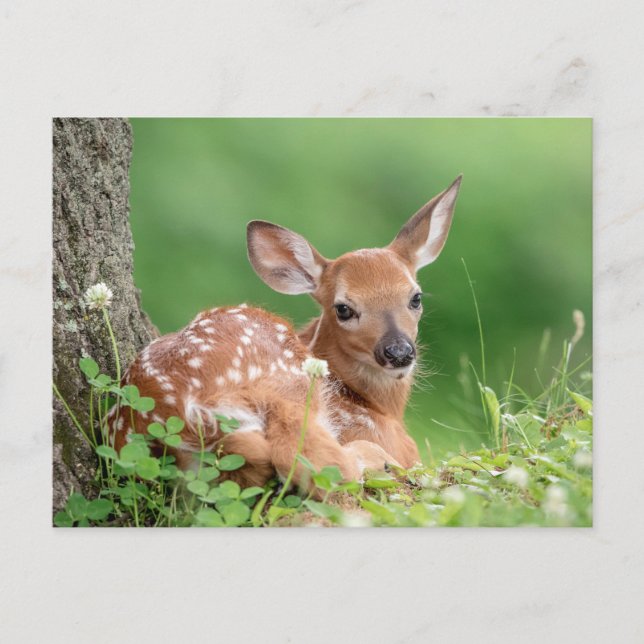 Adorable Fawn laying under a tree Postcard (Front)