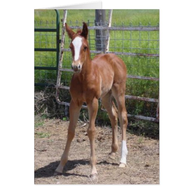 Adorable Filly (Front)