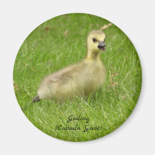 Adorable Fluffy Gosling (canada goose) Magnet