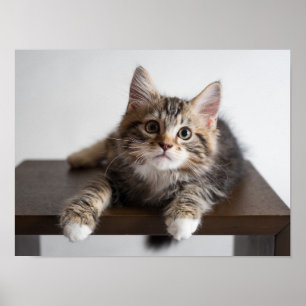 Adorable Fluffy Tabby Kitten with White Paws Poster
