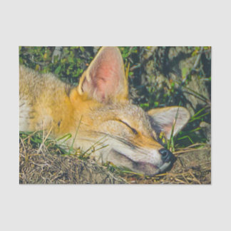 Adorable fox sleeping closeup photography tissue paper